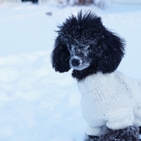 Dog in Sweater During Winter